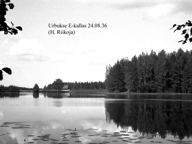 Maakond: Harjumaa Veekogu nimi: Urbukse järv Pildistamise aeg: 24. august 1936 Pildistaja: H. Riikoja Pildistamise koht: E kallas Asimuut: