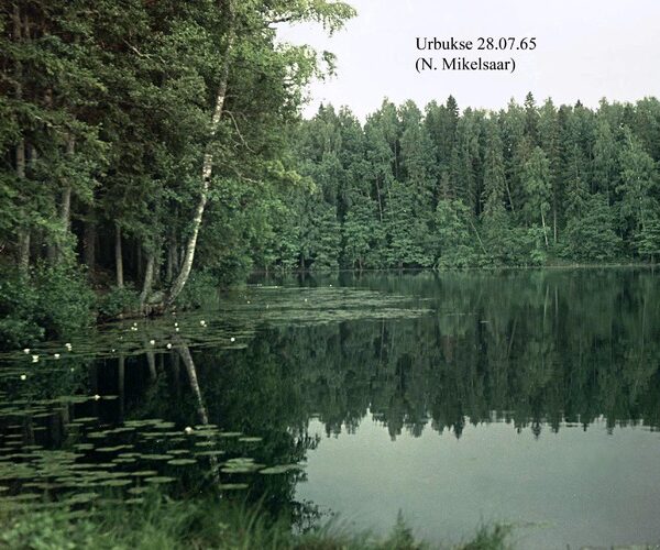 Maakond: Harjumaa Veekogu nimi: Urbukse järv Pildistamise aeg: 28. juuli 1965 Pildistaja: N. Mikelsaar Pildistamise koht: teadmata Asimuut: