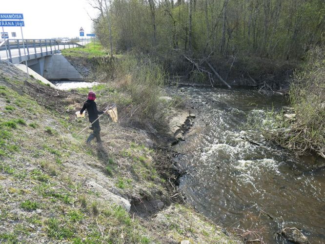 Maakond: Harjumaa Veekogu nimi: Vääna jõgi Pildistamise aeg: 28. aprill 2014 Pildistaja: H. Timm Pildistamise koht: Koidu Asimuut: