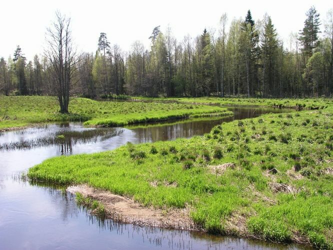 Maakond: Harjumaa Veekogu nimi: Valgejõgi Pildistamise aeg: 22. mai 2005 Pildistaja: H. Timm Pildistamise koht: Metsaaluse oja tee ääres Asimuut: