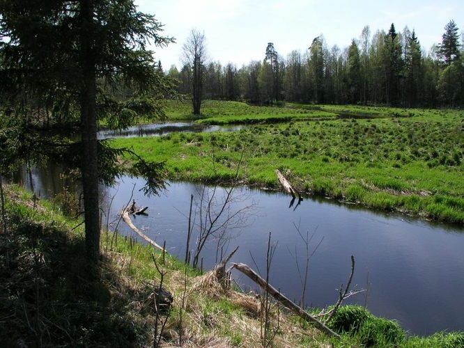 Maakond: Harjumaa Veekogu nimi: Valgejõgi Pildistamise aeg: 22. mai 2005 Pildistaja: H. Timm Pildistamise koht: Metsaaluse oja tee ääres Asimuut: