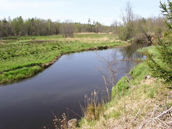 Maakond: Harjumaa Veekogu nimi: Valgejõgi Pildistamise aeg: 22. mai 2005 Pildistaja: H. Timm Pildistamise koht: Metsaaluse oja tee ääres Asimuut: