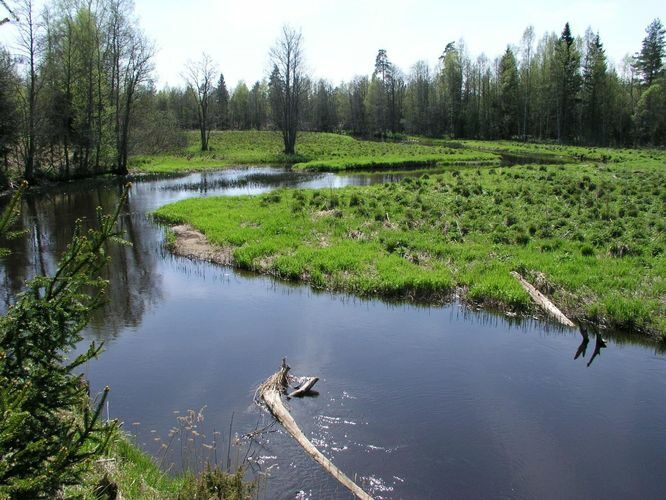 Maakond: Harjumaa Veekogu nimi: Valgejõgi Pildistamise aeg: 22. mai 2005 Pildistaja: H. Timm Pildistamise koht: Metsaaluse oja tee ääres Asimuut: