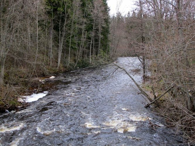 Maakond: Harjumaa Veekogu nimi: Valgejõgi Pildistamise aeg: 1. mai 2010 Pildistaja: H. Timm Pildistamise koht: Kotka paisu all) Asimuut: