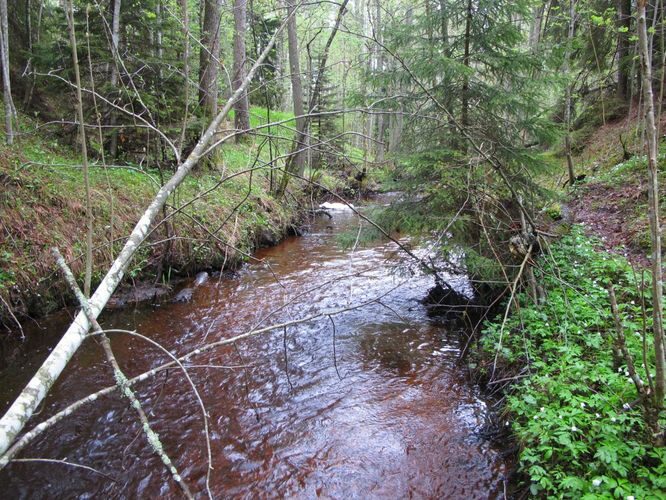 Maakond: Hiiumaa Veekogu nimi: Vanajõgi Pildistamise aeg: 16. mai 2011 Pildistaja: H. Timm Pildistamise koht: org Asimuut: