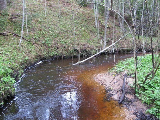 Maakond: Hiiumaa Veekogu nimi: Vanajõgi Pildistamise aeg: 16. mai 2011 Pildistaja: H. Timm Pildistamise koht: org Asimuut: