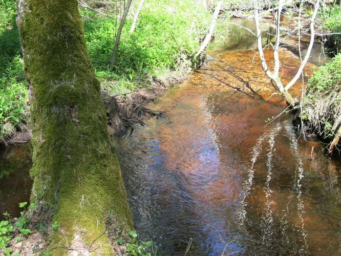 Maakond: Hiiumaa Veekogu nimi: Vanajõgi Pildistamise aeg: 15. mai 2014 Pildistaja: H. Timm Pildistamise koht: org Asimuut: