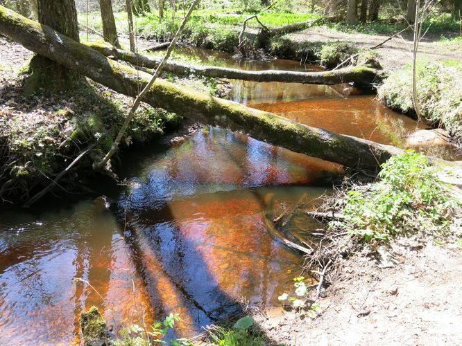 Maakond: Hiiumaa Veekogu nimi: Vanajõgi Pildistamise aeg: 15. mai 2014 Pildistaja: H. Timm Pildistamise koht: org Asimuut: