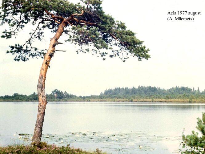 Maakond: Raplamaa Veekogu nimi: Aeljärv Pildistamise aeg: august 1978 Pildistaja: A. Mäemets Pildistamise koht: teadmata Asimuut: