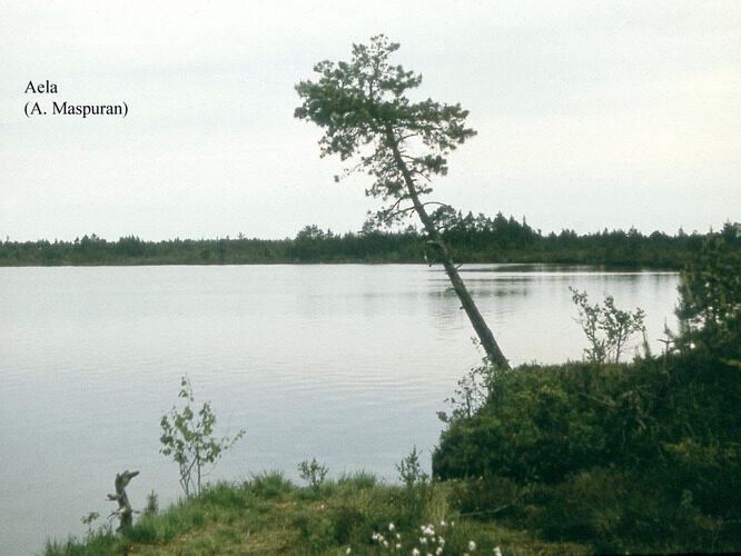 Maakond: Raplamaa Veekogu nimi: Aeljärv Pildistamise aeg: teadmata Pildistaja: A. Maspuran Pildistamise koht: teadmata Asimuut: