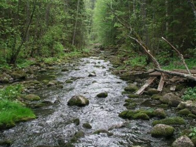 Maakond: Põlvamaa Veekogu nimi: Ahja jõgi Pildistamise aeg: 24. mai 2009 Pildistaja: H. Timm Pildistamise koht: allpool Saesaare paisu Asimuut: