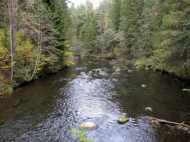 Maakond: Põlvamaa Veekogu nimi: Ahja jõgi Pildistamise aeg: 8. oktoober 2011 Pildistaja: H. Timm Pildistamise koht: Suur Taevaskoda Asimuut: