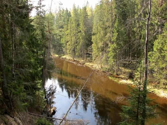 Maakond: Põlvamaa Veekogu nimi: Ahja jõgi Pildistamise aeg: 5. mai 2012 Pildistaja: H. Timm Pildistamise koht: Kiidjärve Asimuut: