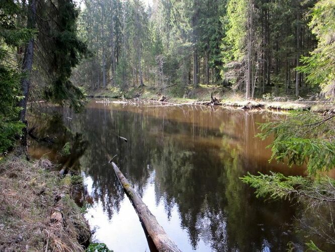 Maakond: Põlvamaa Veekogu nimi: Ahja jõgi Pildistamise aeg: 5. mai 2012 Pildistaja: H. Timm Pildistamise koht: Kiidjärve Asimuut: