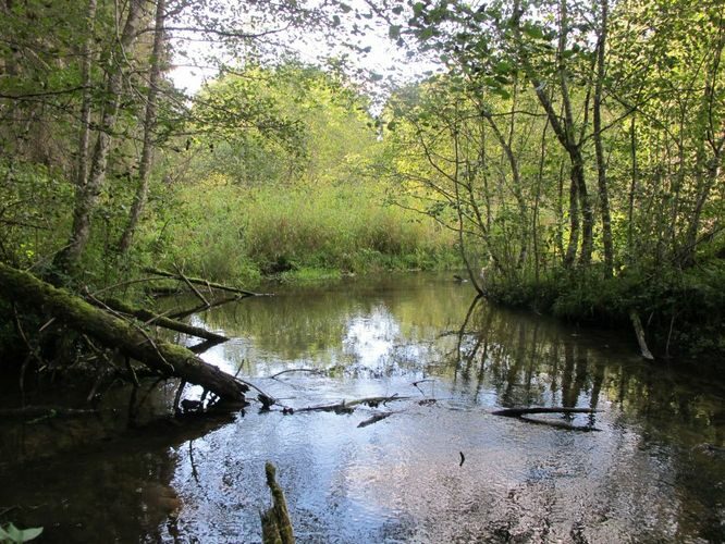 Maakond: Põlvamaa Veekogu nimi: Ahja jõgi Pildistamise aeg: 10. september 2012 Pildistaja: H. Timm Pildistamise koht: 200 m allpool Roti veskit Asimuut: