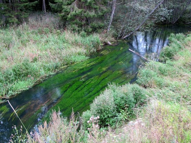 Maakond: Põlvamaa Veekogu nimi: Ahja jõgi Pildistamise aeg: 10. september 2012 Pildistaja: H. Timm Pildistamise koht: Aarna Asimuut: