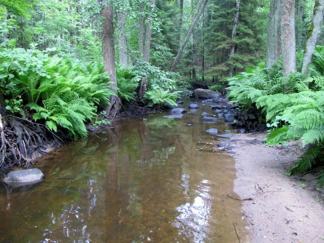 Maakond: Lääne-Virumaa Veekogu nimi: Altja oja Pildistamise aeg: 16. juuli 2011 Pildistaja: H. Timm Pildistamise koht: alamjooks Asimuut: