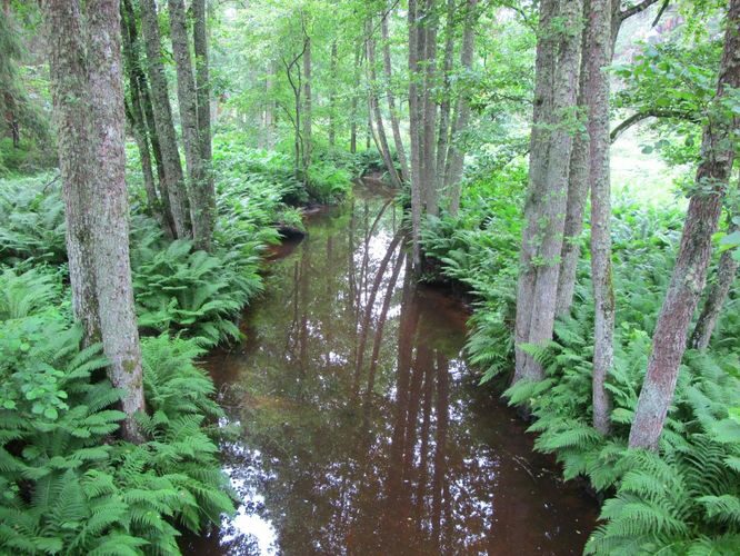 Maakond: Lääne-Virumaa Veekogu nimi: Altja oja Pildistamise aeg: 16. juuli 2011 Pildistaja: H. Timm Pildistamise koht: alamjooks Asimuut: