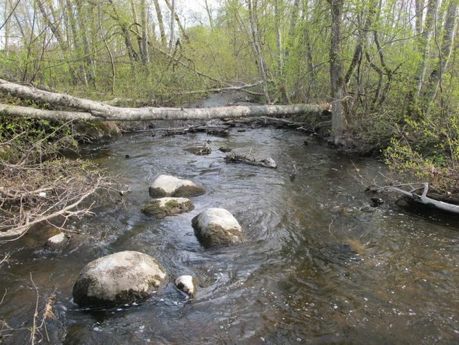 Maakond: Jõgevamaa Veekogu nimi: Amme jõgi Pildistamise aeg: 7. mai 2011 Pildistaja: H. Timm Pildistamise koht: Ehavere Asimuut: