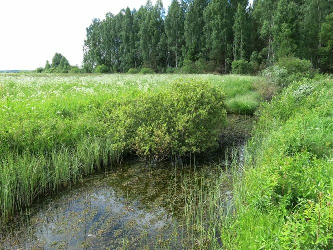 Maakond: Pärnumaa Veekogu nimi: Anne pkr. Pildistamise aeg: 11. juuni 2013 Pildistaja: H. Timm Pildistamise koht: Lehu Asimuut: