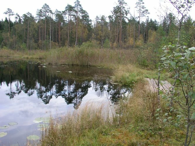 Maakond: Lääne-Virumaa Veekogu nimi: Äntu Mäetaguse järv Pildistamise aeg: 23. september 2009 Pildistaja: H. Timm Pildistamise koht: teadmata Asimuut: