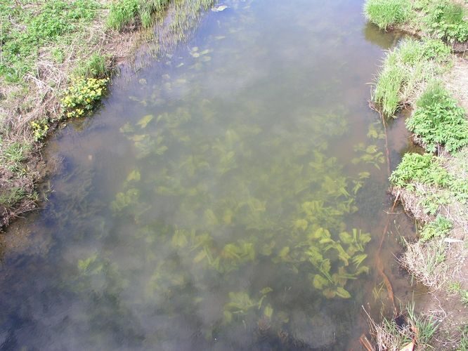 Maakond: Järvamaa Veekogu nimi: Aruküla jõgi Pildistamise aeg: 16. mai 2009 Pildistaja: H. Timm Pildistamise koht: keskjooks Asimuut: