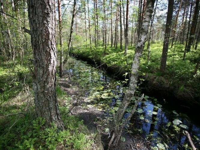 Maakond: Pärnumaa Veekogu nimi: Audru jõgi Pildistamise aeg: 25. mai 2008 Pildistaja: H. Timm Pildistamise koht: Lavassaare järvest ca 1 km S Asimuut: