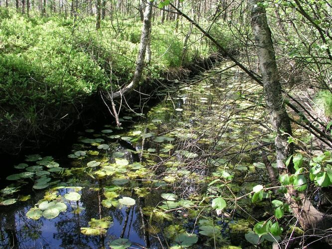 Maakond: Pärnumaa Veekogu nimi: Audru jõgi Pildistamise aeg: 25. mai 2008 Pildistaja: H. Timm Pildistamise koht: allpool Lavassaare järve Asimuut: