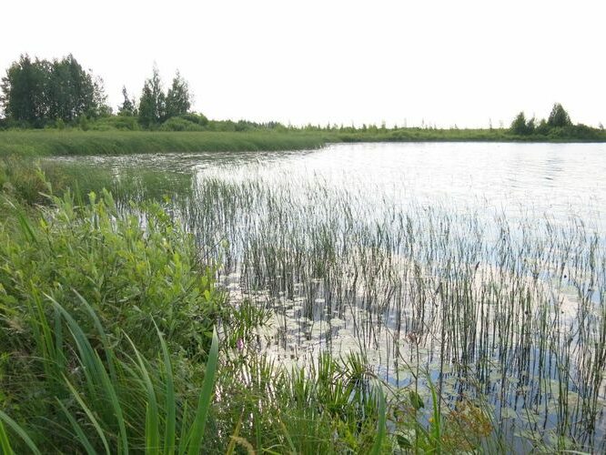 Maakond: Põlvamaa Veekogu nimi: Beresje järv Pildistamise aeg: 13. juuli 2013 Pildistaja: H. Timm Pildistamise koht: teadmata Asimuut: