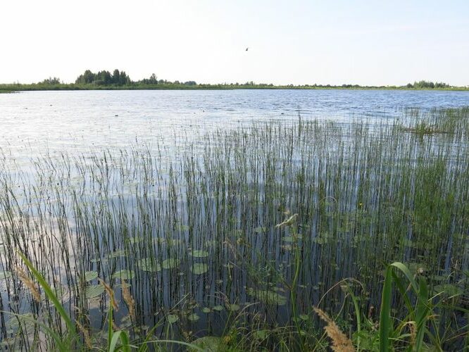 Maakond: Põlvamaa Veekogu nimi: Beresje järv Pildistamise aeg: 13. juuli 2013 Pildistaja: H. Timm Pildistamise koht: teadmata Asimuut: