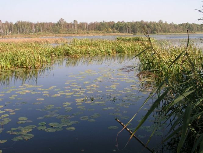 Maakond: Jõgevamaa Veekogu nimi: Elistvere järv Pildistamise aeg: 23. september 2003 Pildistaja: H. Timm Pildistamise koht: teadmata Asimuut: