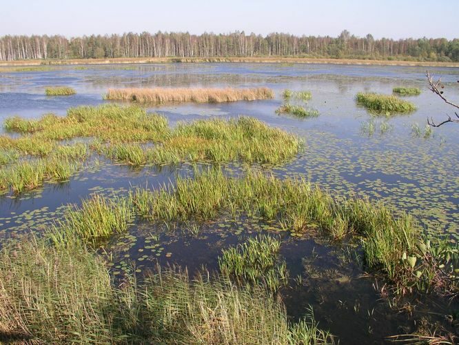 Maakond: Jõgevamaa Veekogu nimi: Elistvere järv Pildistamise aeg: 23. september 2003 Pildistaja: H. Timm Pildistamise koht: teadmata Asimuut: