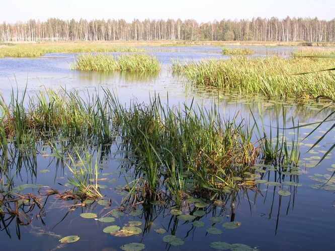 Maakond: Jõgevamaa Veekogu nimi: Elistvere järv Pildistamise aeg: 23. september 2003 Pildistaja: H. Timm Pildistamise koht: teadmata Asimuut: