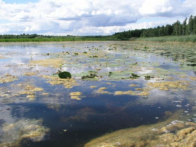 Maakond: Jõgevamaa Veekogu nimi: Elistvere järv Pildistamise aeg: 20. juuli 2007 Pildistaja: H. Timm Pildistamise koht: NE osa Asimuut: