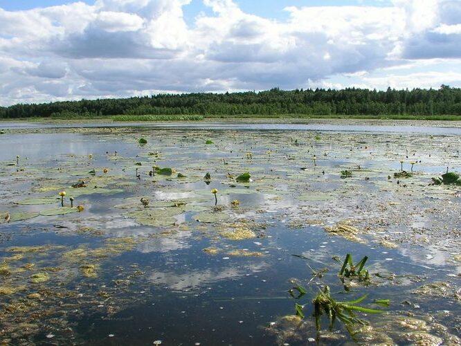 Maakond: Jõgevamaa Veekogu nimi: Elistvere järv Pildistamise aeg: 20. juuli 2007 Pildistaja: H. Timm Pildistamise koht: NE osa Asimuut: