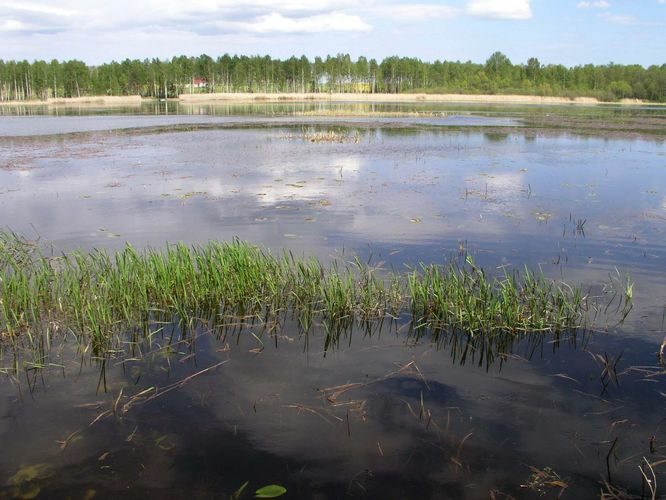 Maakond: Jõgevamaa Veekogu nimi: Elistvere järv Pildistamise aeg: 20. juuli 2007 Pildistaja: H. Timm Pildistamise koht: teadmata Asimuut: