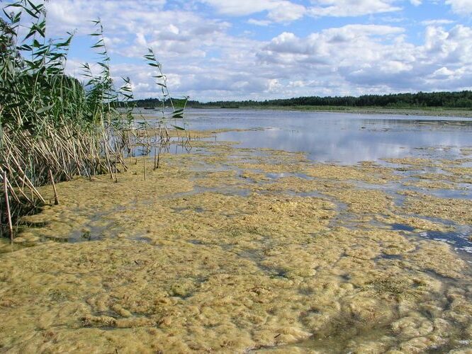 Maakond: Jõgevamaa Veekogu nimi: Elistvere järv Pildistamise aeg: 20. juuli 2007 Pildistaja: H. Timm Pildistamise koht: teadmata Asimuut: