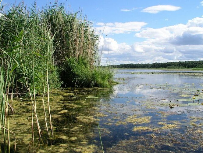 Maakond: Jõgevamaa Veekogu nimi: Elistvere järv Pildistamise aeg: 20. juuli 2007 Pildistaja: H. Timm Pildistamise koht: NE osast SE Asimuut: