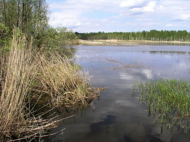 Maakond: Jõgevamaa Veekogu nimi: Elistvere järv Pildistamise aeg: 20. juuli 2007 Pildistaja: H. Timm Pildistamise koht: teadmata Asimuut: