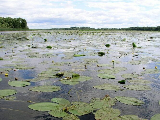 Maakond: Jõgevamaa Veekogu nimi: Elistvere Pildistamise aeg: 20. juuli 2007 Pildistaja: H. Timm Pildistamise koht: teadmata Asimuut: