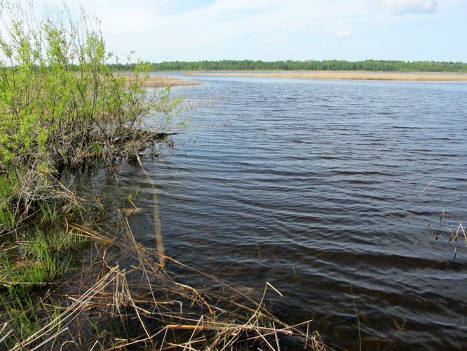 Maakond: Jõgevamaa Veekogu nimi: Elistvere järv Pildistamise aeg: 20. mai 2011 Pildistaja: H. Timm Pildistamise koht: teadmata Asimuut: