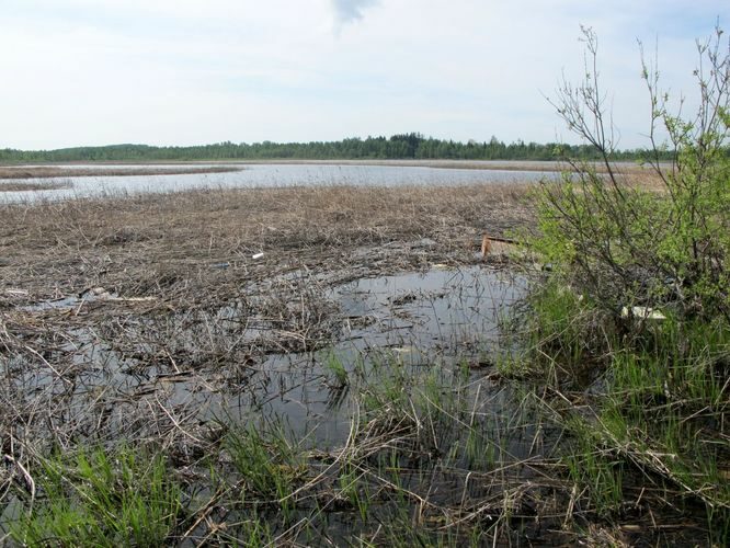 Maakond: Jõgevamaa Veekogu nimi: Elistvere järv Pildistamise aeg: 20. mai 2011 Pildistaja: H. Timm Pildistamise koht: teadmata Asimuut: