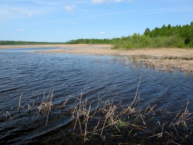 Maakond: Jõgevamaa Veekogu nimi: Elistvere järv Pildistamise aeg: 20. mai 2011 Pildistaja: H. Timm Pildistamise koht: teadmata Asimuut: