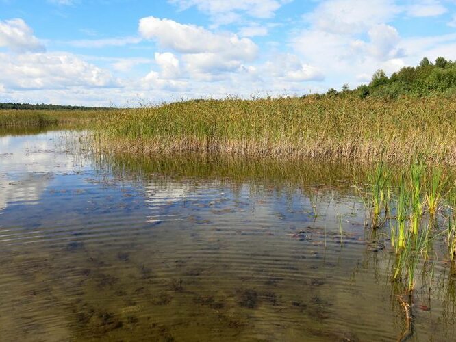 Maakond: Jõgevamaa Veekogu nimi: Elistvere järv Pildistamise aeg: 4. september 2013 Pildistaja: H. Timm Pildistamise koht: teadmata Asimuut: