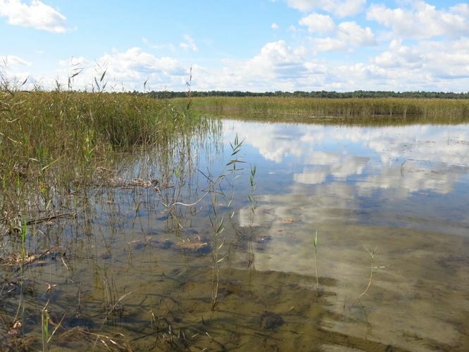 Maakond: Jõgevamaa Veekogu nimi: Elistvere järv Pildistamise aeg: 4. september 2013 Pildistaja: H. Timm Pildistamise koht: teadmata Asimuut: