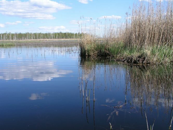 Maakond: Jõgevamaa Veekogu nimi: Endla järv Pildistamise aeg: 20. mai 2005 Pildistaja: H. Timm Pildistamise koht: põhjaosa läänest Asimuut: