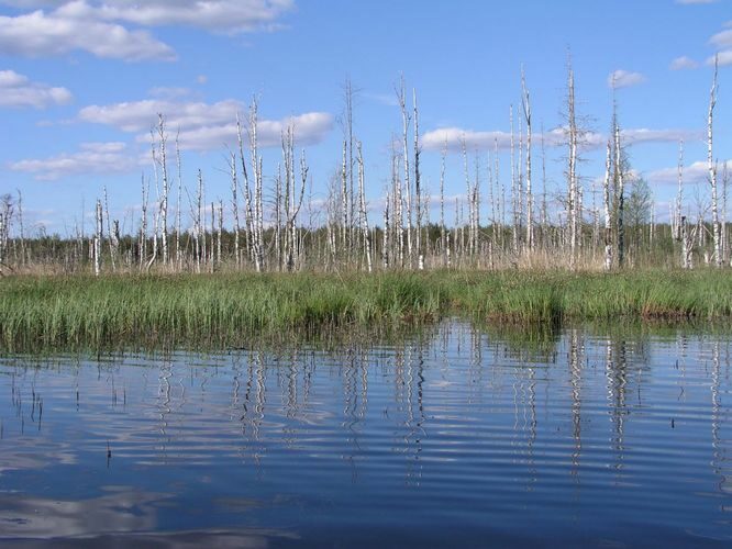 Maakond: Jõgevamaa Veekogu nimi: Endla järv Pildistamise aeg: 20. mai 2005 Pildistaja: H. Timm Pildistamise koht: Männiksaar taga taustaks Asimuut: