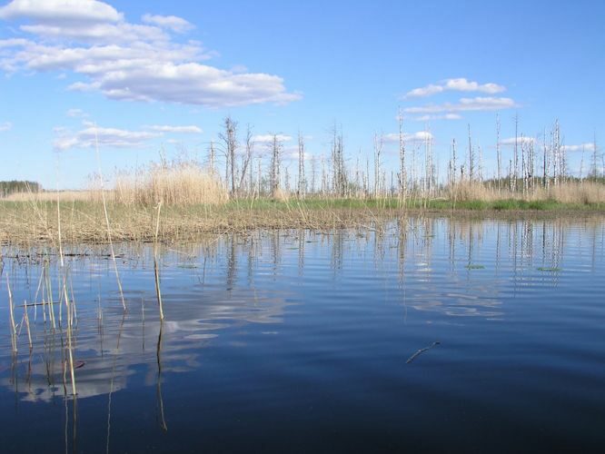 Maakond: Jõgevamaa Veekogu nimi: Endla järv Pildistamise aeg: 20. mai 2005 Pildistaja: H. Timm Pildistamise koht: põhjaosa Männik- ja Heinassaare vahel Asimuut: