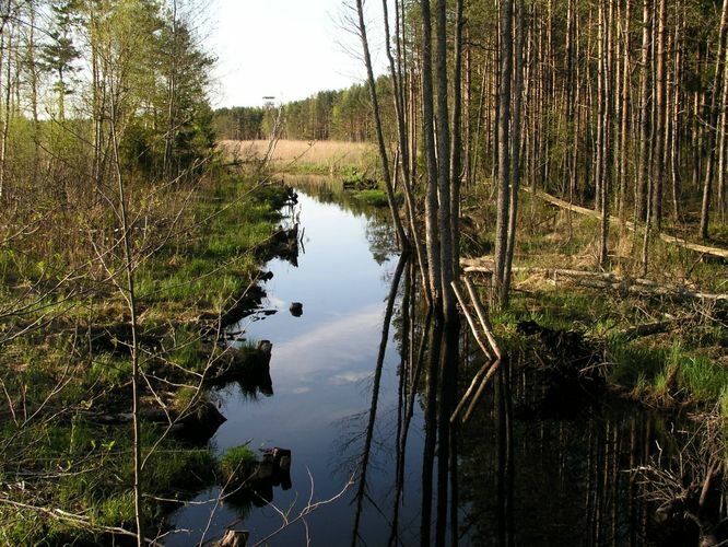 Maakond: Jõgevamaa Veekogu nimi: Endla järv Pildistamise aeg: 20. mai 2005 Pildistaja: H. Timm Pildistamise koht: kraav suubub sadama juures Asimuut: