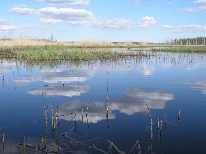 Maakond: Jõgevamaa Veekogu nimi: Endla järv Pildistamise aeg: 20. mai 2005 Pildistaja: H. Timm Pildistamise koht: põhjaosa, vaade loodekaldalt itta Asimuut: